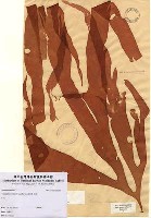 藏品(Tsengia lanceolata (J. Agardh) Saunders & Kraft)的圖片